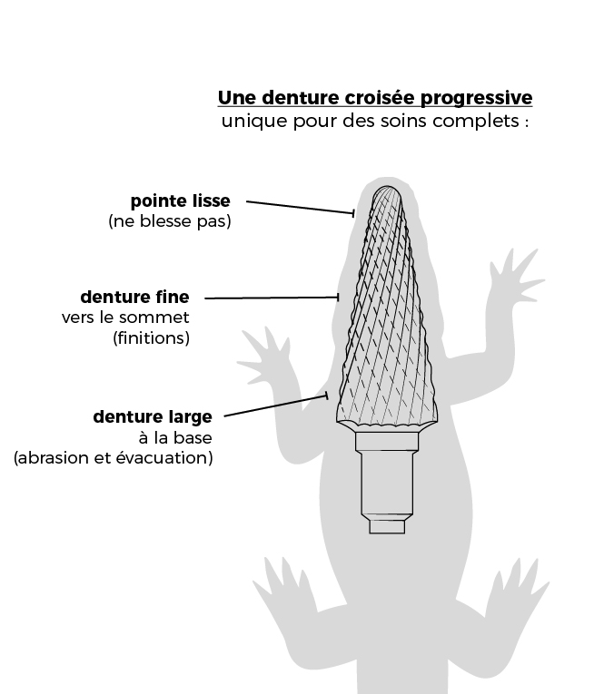 légende des différents éléments de la fraise Caïman